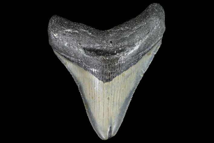 Megalodon Tooth - North Carolina #91337